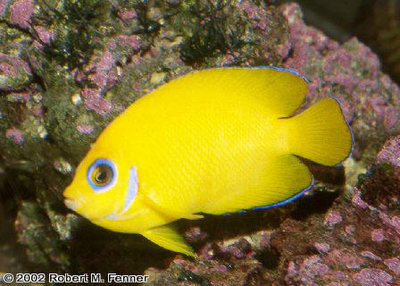 Centropyge flavissima, Lemonpeel angel, dwarf angelfish, pygmy angels