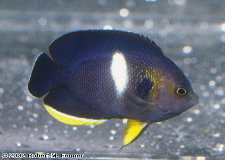 Centropyge tibicen, Keyhole angel, dwarf angelfish, pygmy angels