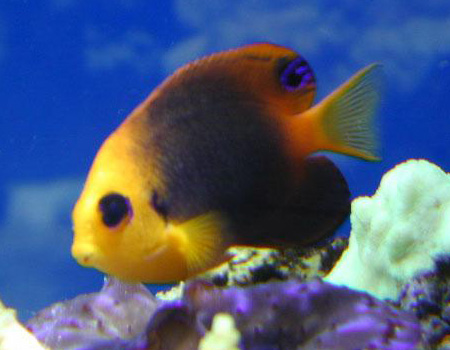 Centropyge hotumatua, Hotumatua's angelfish, dwarf angelfish, pygmy angels