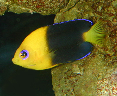 Centropyge joculator, Coco's Pygmy angel, dwarf angelfish, pygmy angels