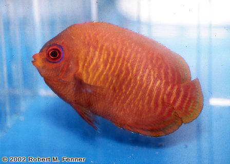 Centropyge aurantia, golden angel, dwarf angelfish, pygmy angels