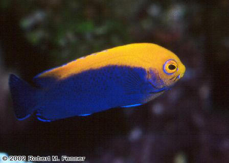 Centropyge aurantonotus, Flameback angel, dwarf angelfish, pygmy angels