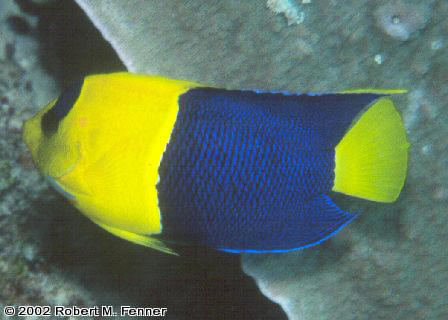 Centropyge bicolor, Bicolor angel, dwarf angelfish, pygmy angels