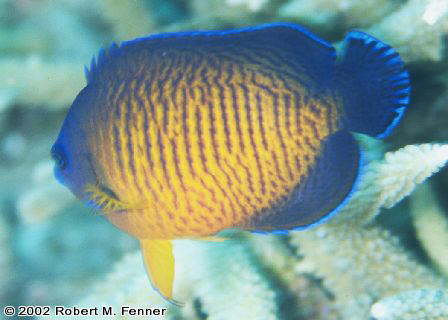 Centropyge bispinosa, Coral Beauty, dwarf angel, pygmy angelfish, marine aquarium angels