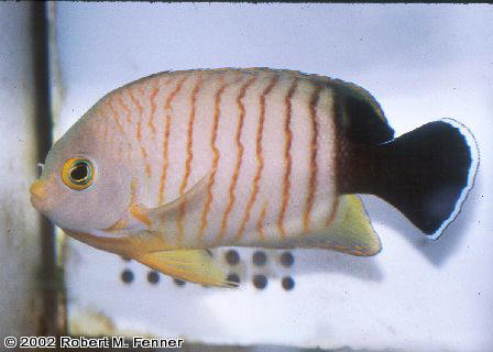 Centropyge eibli, Eibli angel, dwarf angelfish, pygmy angels