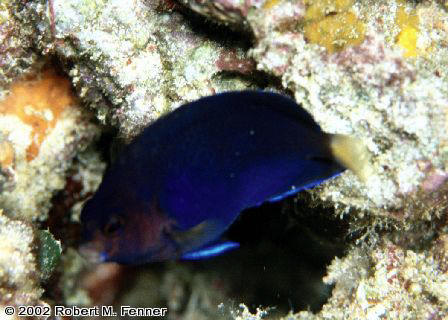 Centropyge flavicauda, White Tail Pygmy angel, dwarf angelfish, pygmy angels