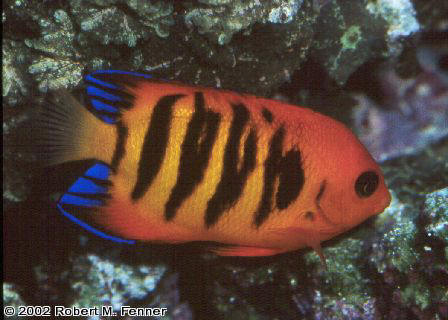 Centropyge loriculus, Flame angel, dwarf angelfish, pygmy angels