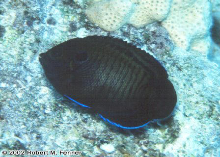 Centropyge mutispinis, Multi-Spined angel, dwarf angelfish, pygmy angels