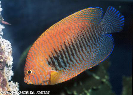 Centropyge potteri, Potters angel, dwarf angelfish, pygmy angels