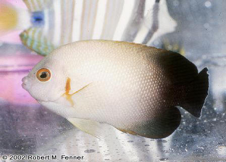 Centropyge vroliki, Half Black Pygmy angel, dwarf angelfish, pygmy angels