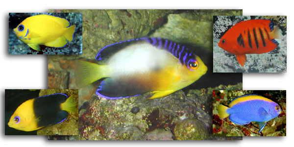 Centropyge angel fish, dwarf angel fish, pygmy angelfish, pomacanthidae, pomacanthus, cheek spine, flame, lemonpeel, potter, coral beauty, rusty, golden, narcosis, debelius, nahachyi, eibli, vroliki, fishers, flavicauda, hotumatua, joculator, bicolor, japanese, multicolor, nox, keyhole, shepard, flameback