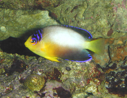 Centropyge Multicolor, Multicolor Pygmy angel, dwarf angelfish, pygmy angels