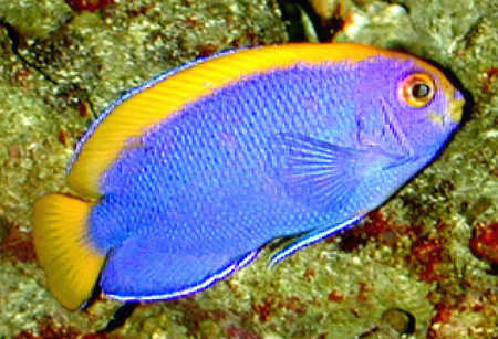 Centropyge resplendens, Resplendent Pygmy Angelfish, dwarf angel fish, pygmy angels